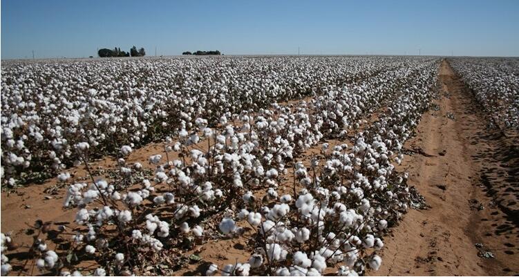 Zimbabwe to develop cotton farming, launches three hybrid seeds