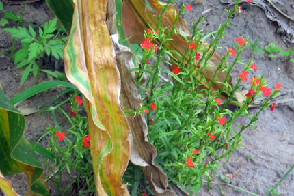 High-protein corn also resistant to parasitic weed