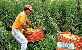 Brazilian farmers seeking directly agrochemical supply from manufactures